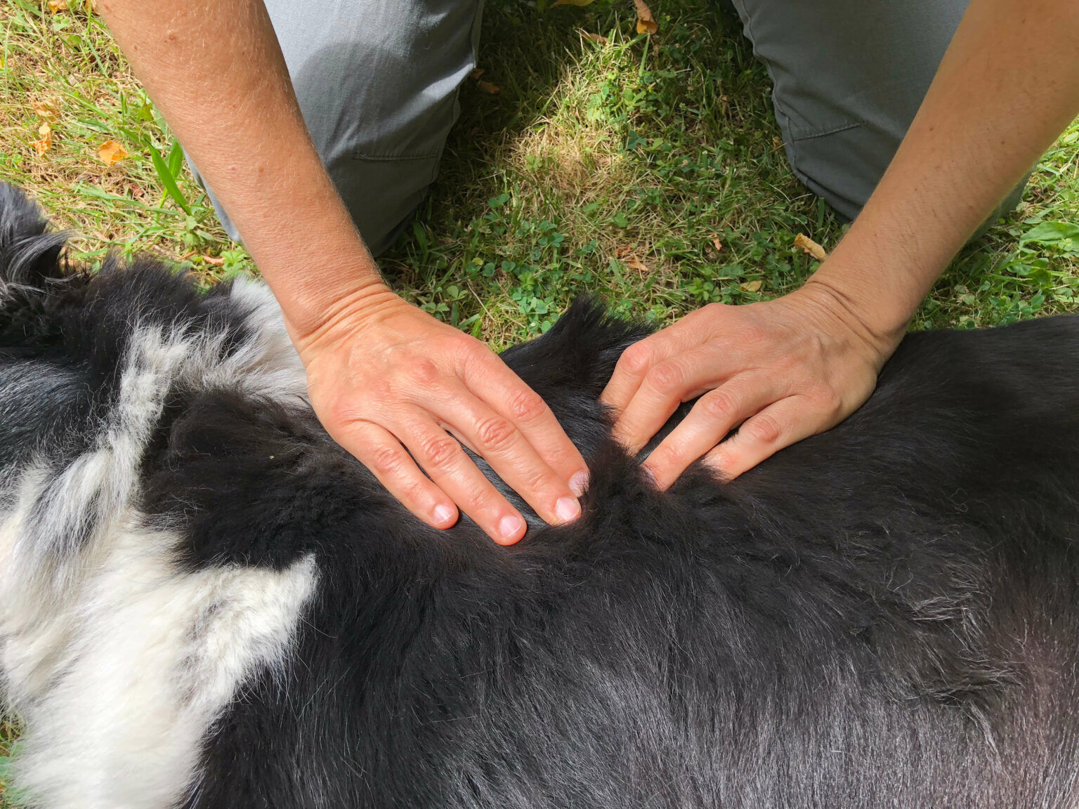 massage canin bien être